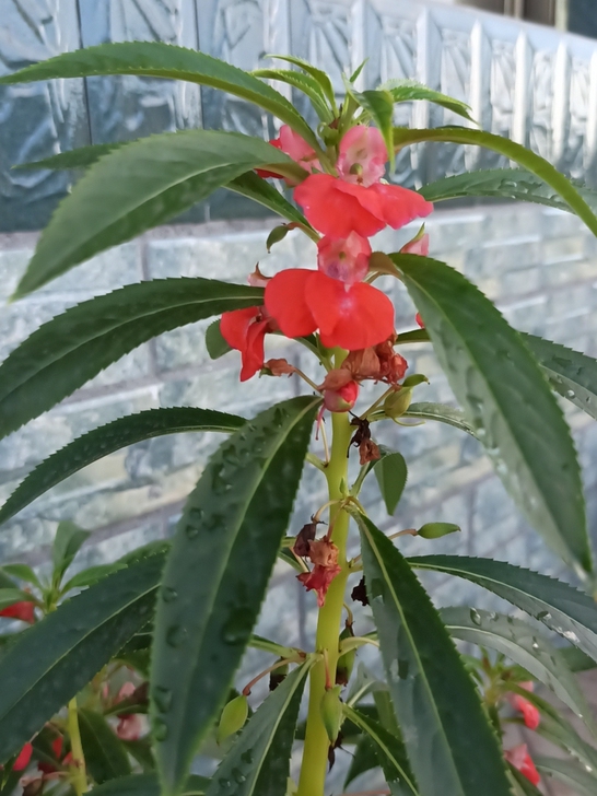 这叫什么花来着？