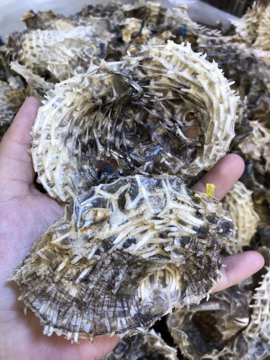 野生中号刺龟皮海胆皮刺豚皮海刺猬干货煲汤刺...