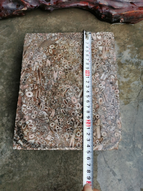 化石 古生物化石海百合切料,尺寸如图,重1...