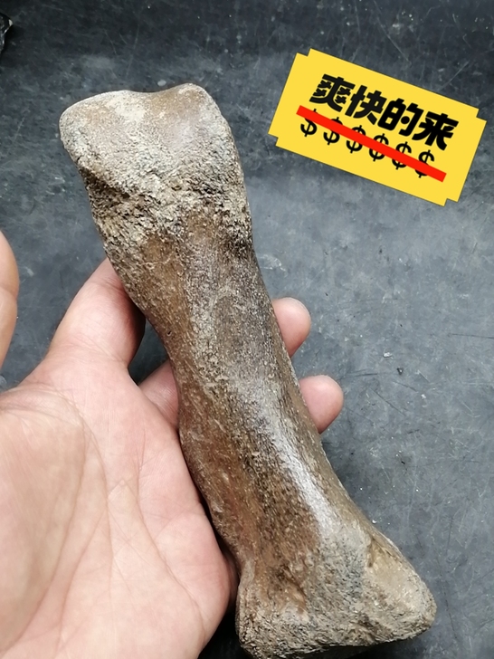 奇石~(老骨头化石) 自己捡的老骨头化石...