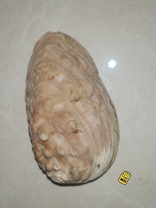 贝类化石，年代久远