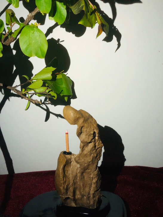 硅化木 佛渡有缘人
