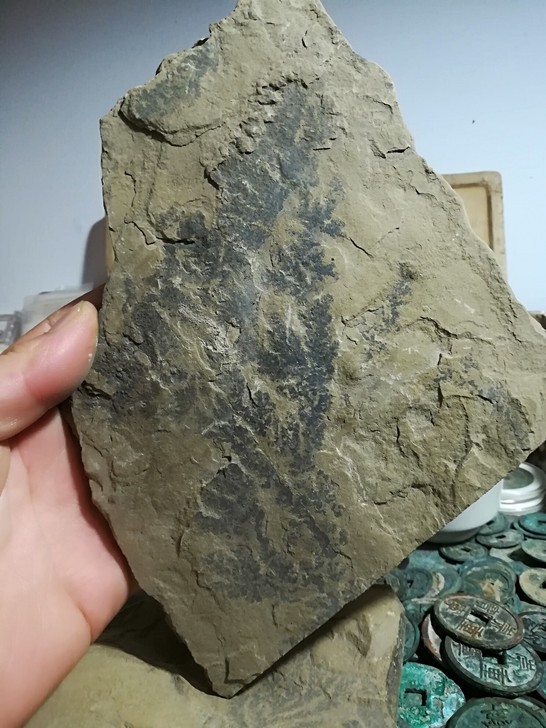 古生物化石一块,是史前的某种植物。