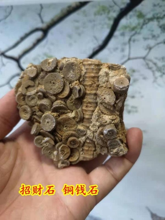 天然奇石海洋化石招财石，用块公布包裹起来放...