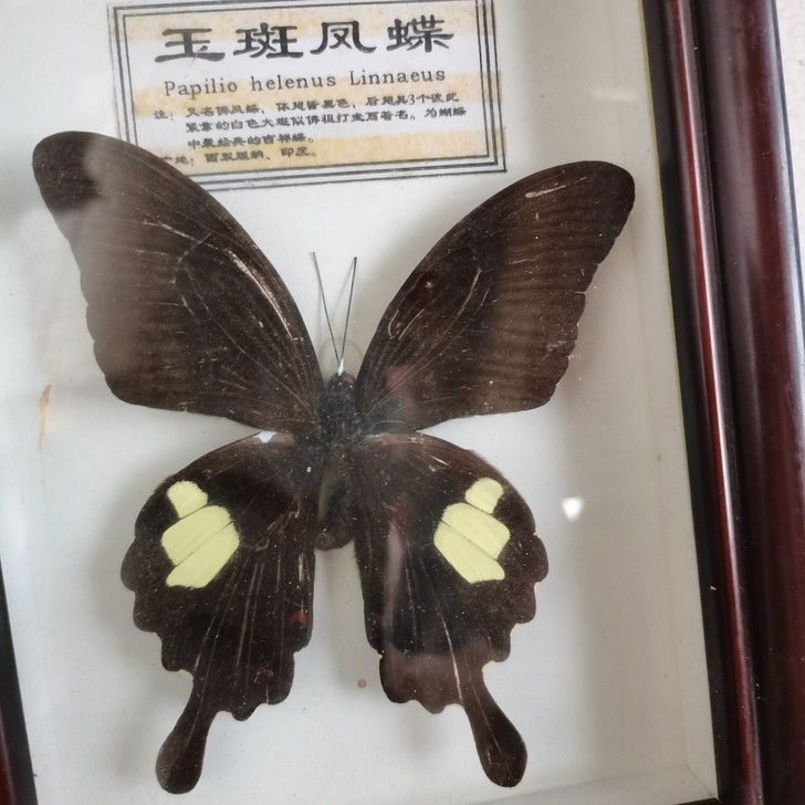蝴蝶大标本!!蝴蝶!!蝴蝶!!!大蝴蝶!!...
