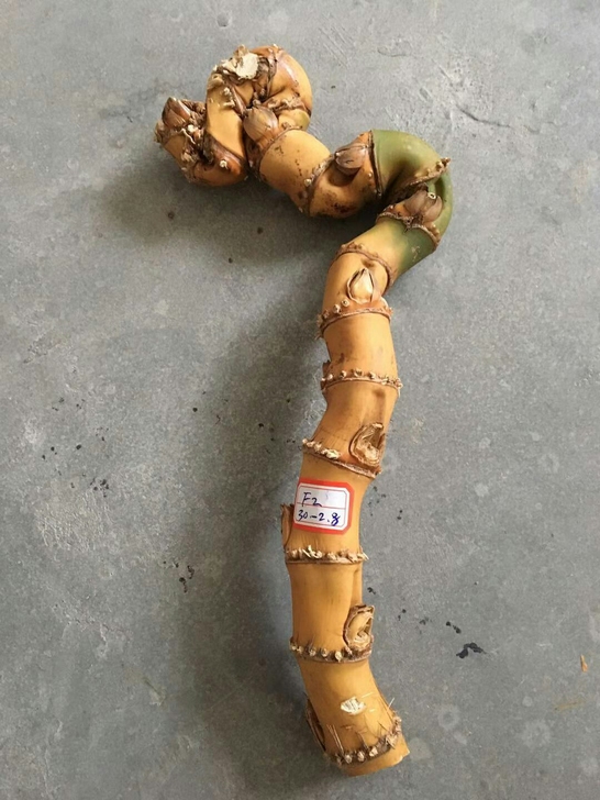异形竹鞭:品相如图所示,售出不退。