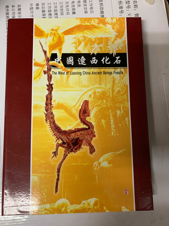 全新辽西化石,鱼化石,形状各异,国家二级经...