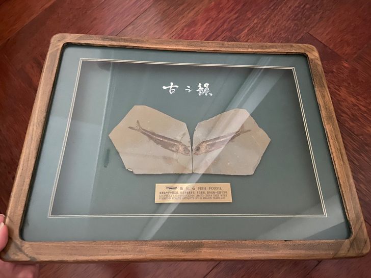鱼化石摆件
