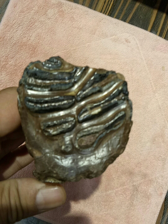 牙化石