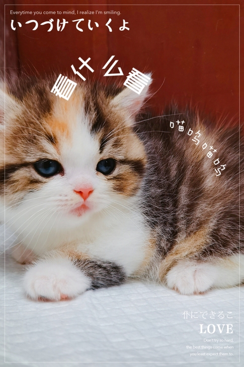 #宠物集市#超可爱的美少女宝宝,自家繁育曼...
