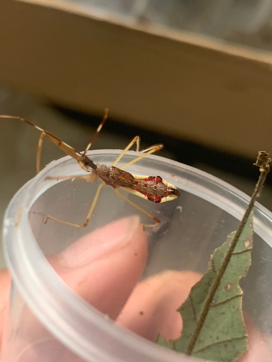 很漂亮的猎蝽一只。昆虫，标本。