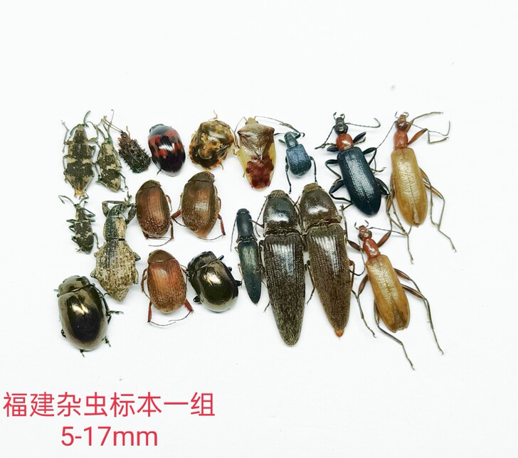 杂虫标本一组