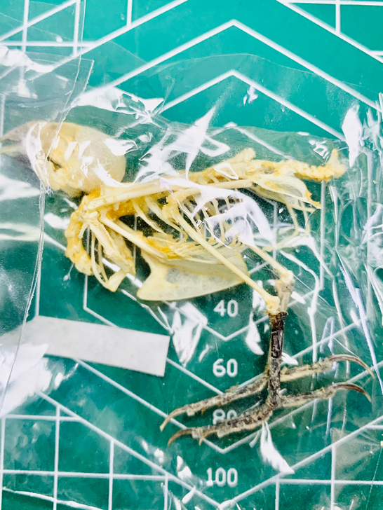 稀有骨骼鸟标本天牛甲虫博物馆收藏艺术设计色...