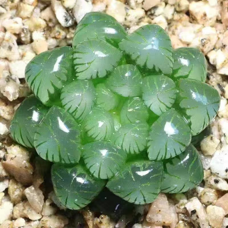 玉露姬玉露原盆土发货!