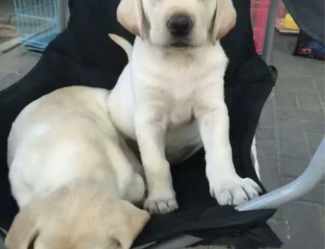 标价就是卖价!自家养的拉布拉多幼犬,拉不拉...