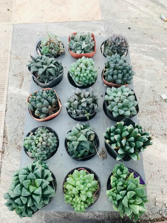 十二玉露寿套餐，5号如图15颗，偏远地区不...