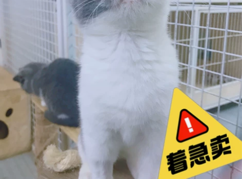 特价出售蓝白双色英国短毛猫妹妹 本猫舍自繁...
