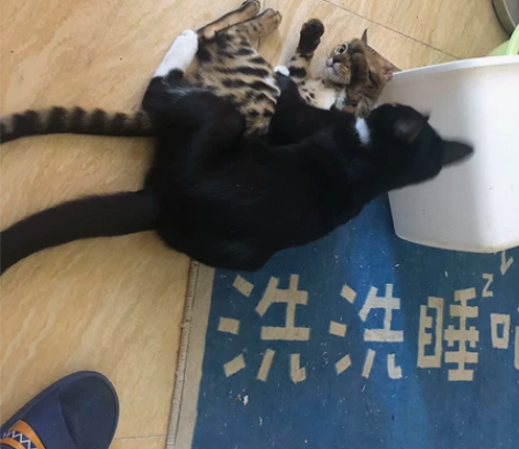 不是卖猫!!!看清楚 因回家外出无法照顾...