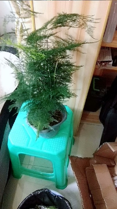 大文竹带盆盆栽盆景植物植物苗室内花卉好养的...