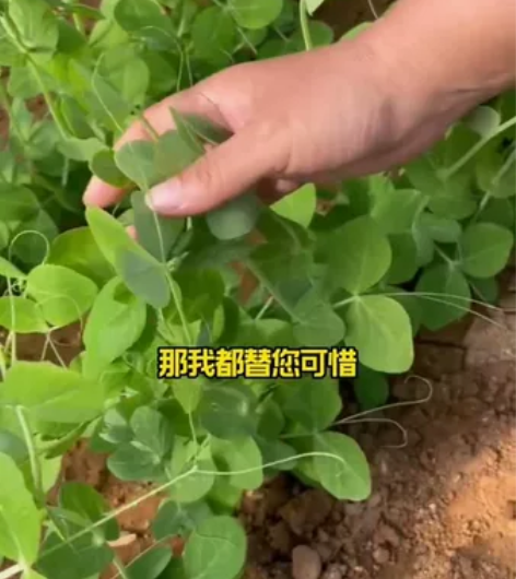 非常适合家庭种植的豌豆苗,土培水培都可以,...