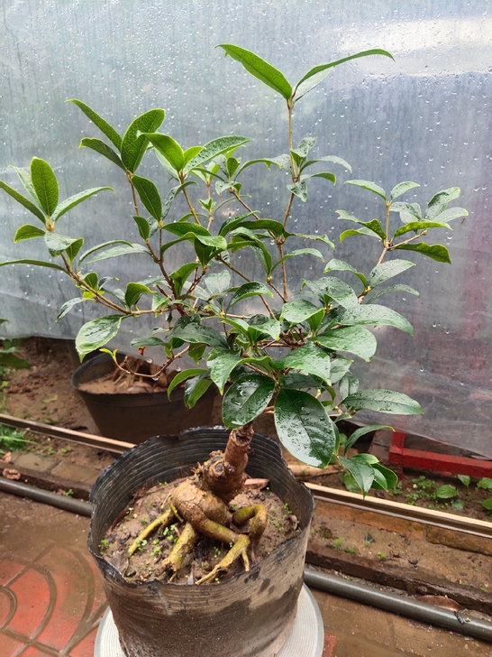 檀香月桂，花期阴历八月至第二年阳历五月，生...