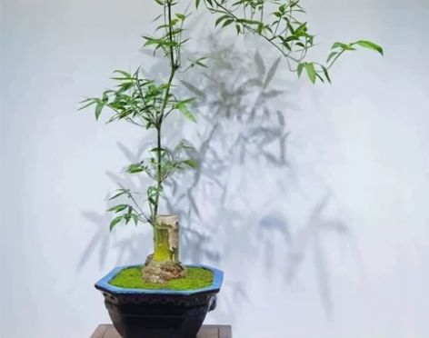 场地闲置正宗小叶簕竹根苗勒竹桩桌面绿植成品...