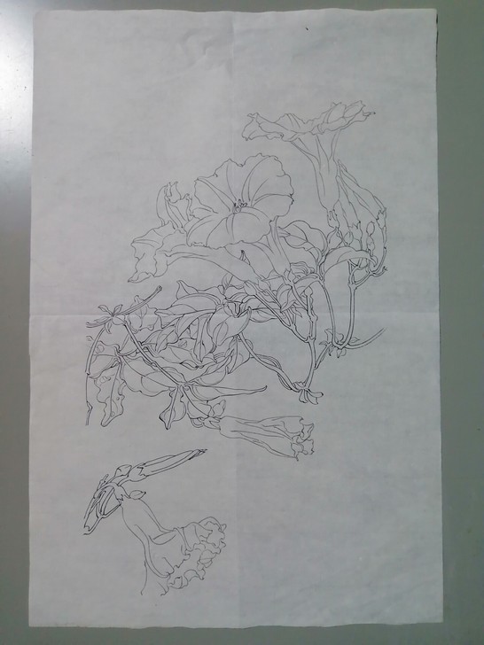 白描花卉美院学生作品。