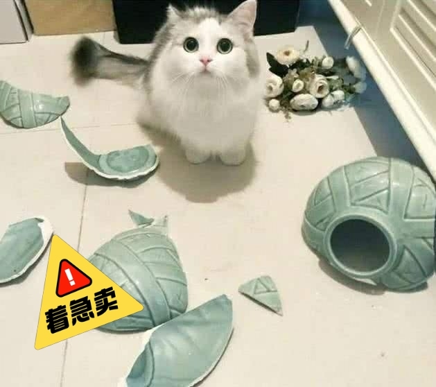 出售一个猫交易QQ群：