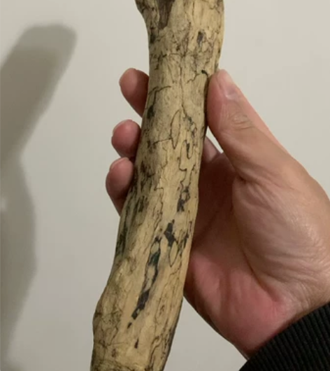 机缘巧合在半咸水的岸边，拾得一根从乌龙江入...