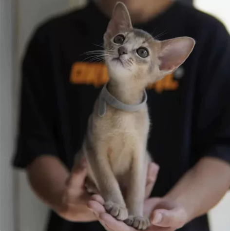 阿比西尼亚猫,家庭喂养,每天都有吃肉肉,非...