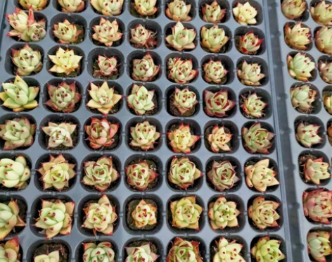 多肉植物乌木穴盘苗处理,一盘包邮105颗,...