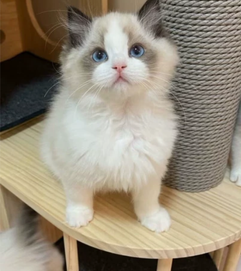 自家的猫，小家伙没人照顾，低价出了，两只弟...