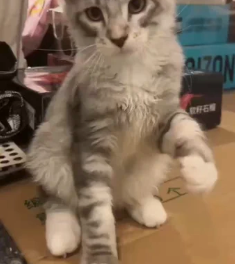 缅因猫，银虎缅因，弟弟，拍的比较潦草，脸蛋...