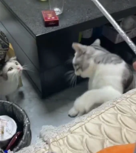 美短起司借配！性格好配猫猛，见到就上嘎嘎牛...