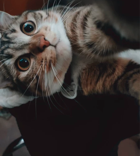 家里有三只猫,爸爸妈妈和女儿。老公,虎妞和...