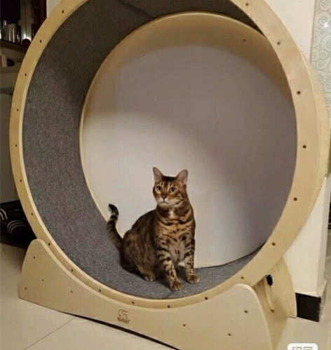 猫咪跑步机猫运动跑轮猫爬架猫窝健身轮超大滚...