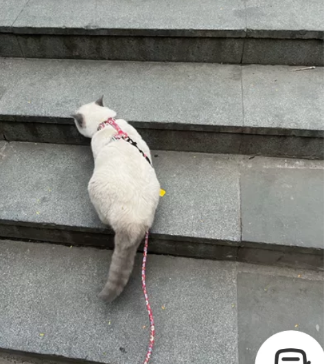 给一岁的元宝找个好家庭 姓名：元宝/宝宝（...