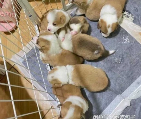 工作丢了养不起了一共生了六，七只，活泼可爱...